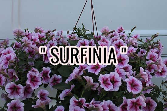 Petūnijas " SURFINIA "